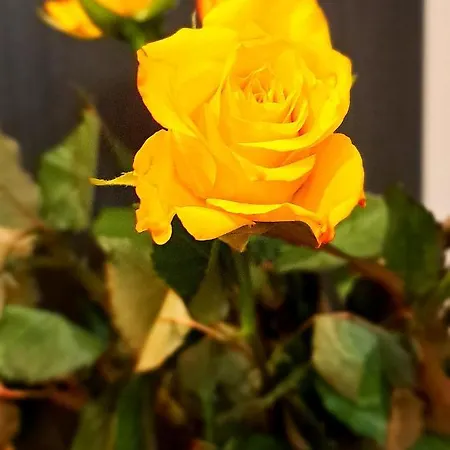 Appartement Falcon Center 2 Metro Zlote Tarasy